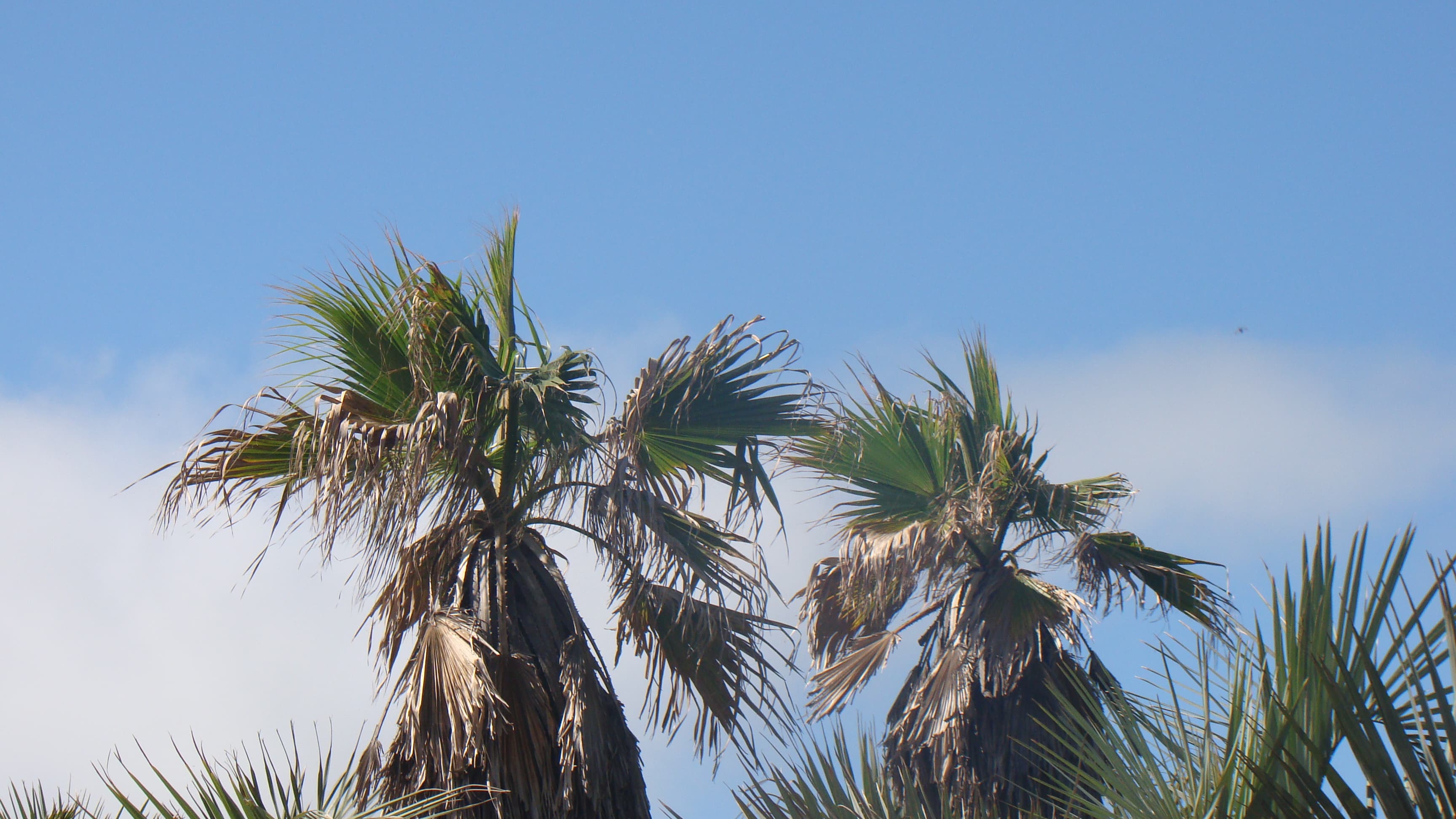 Postal uruguaya para contenido de cuidado de fragancias